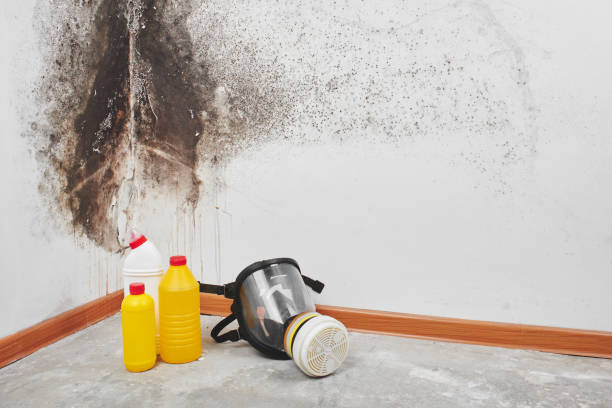 Best Mold Removal Process  in Auburn, NY