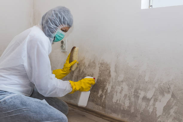 Best Certified Mold Removal  in Auburn, NY