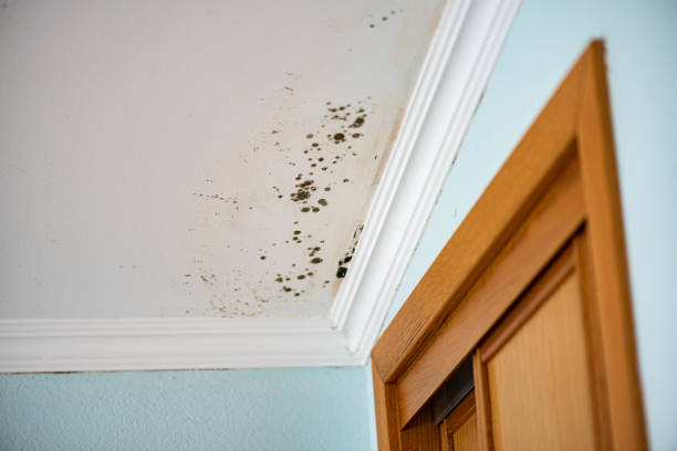 Best Crawl Space Mold Removal  in Auburn, NY