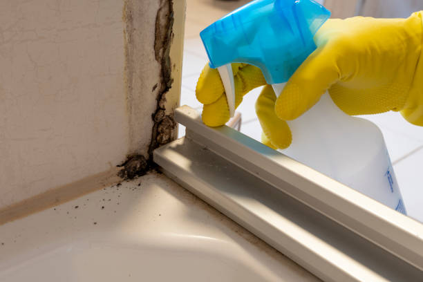 Best Emergency Mold Removal  in Auburn, NY