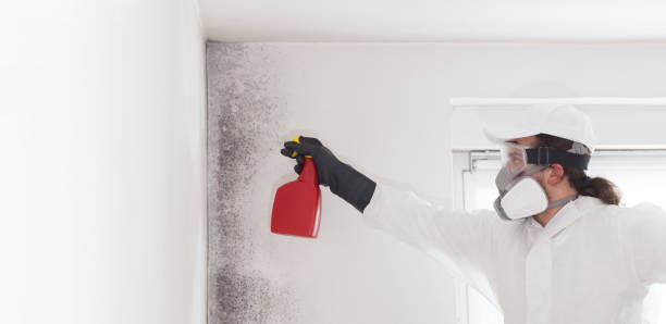 Mold Removal Process in Auburn, NY