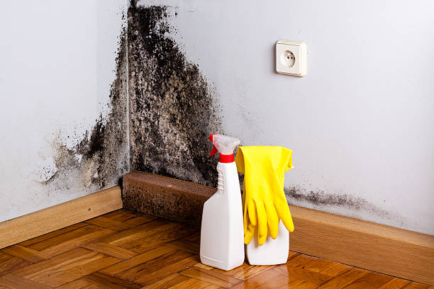 Best Fast Mold Removal  in Auburn, NY