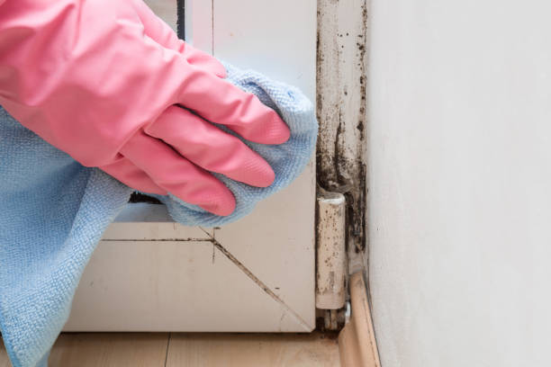 Auburn, NY Mold Removal Company